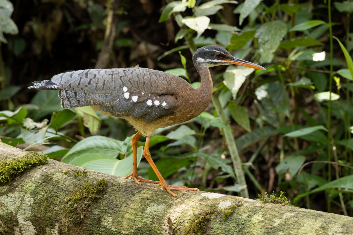 Sunbittern - ML641478285