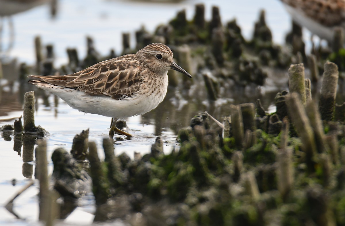 Least Sandpiper - ML641478289