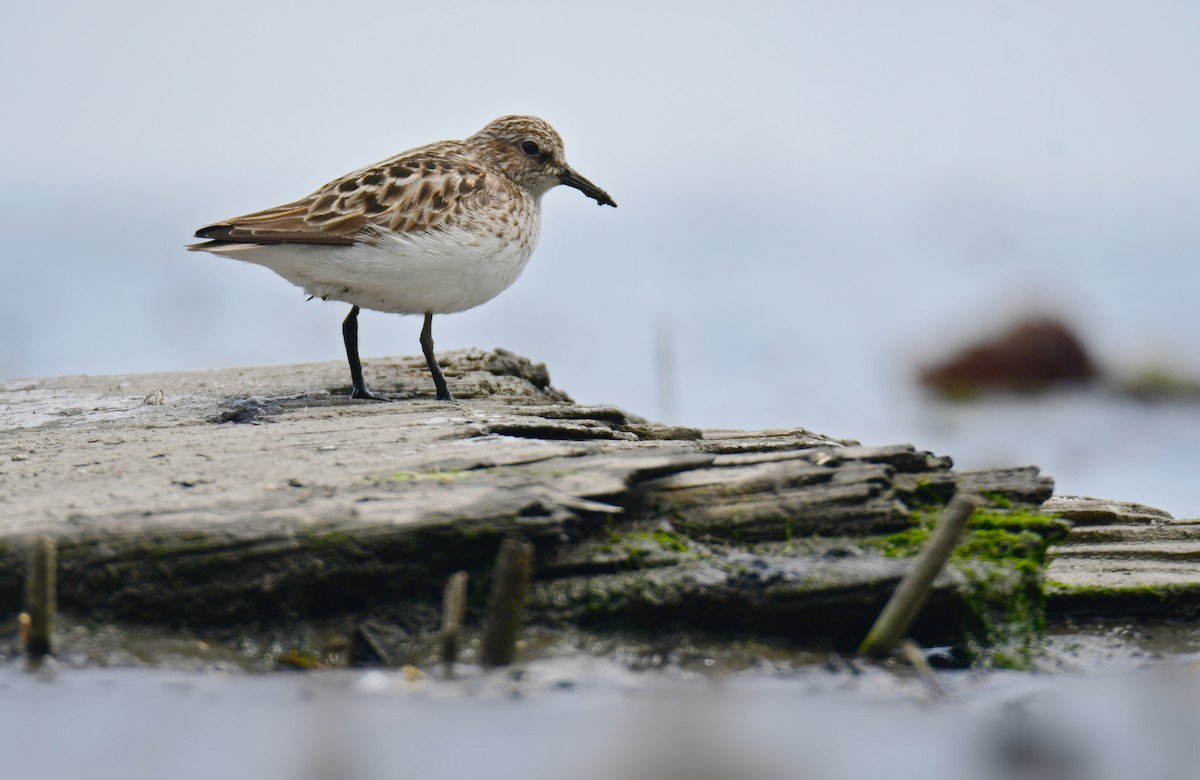 Least Sandpiper - ML641478290