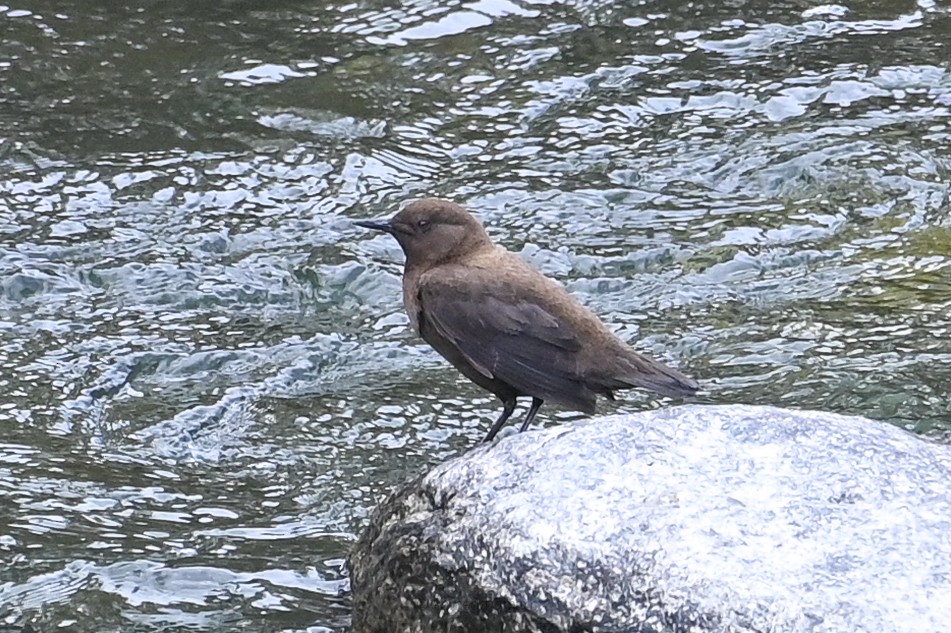 Brown Dipper - ML641478295