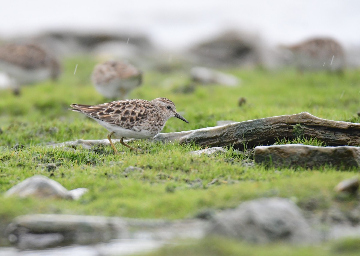 Least Sandpiper - ML641478300
