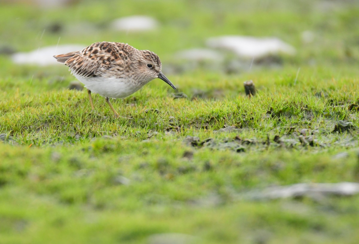 Least Sandpiper - ML641478301
