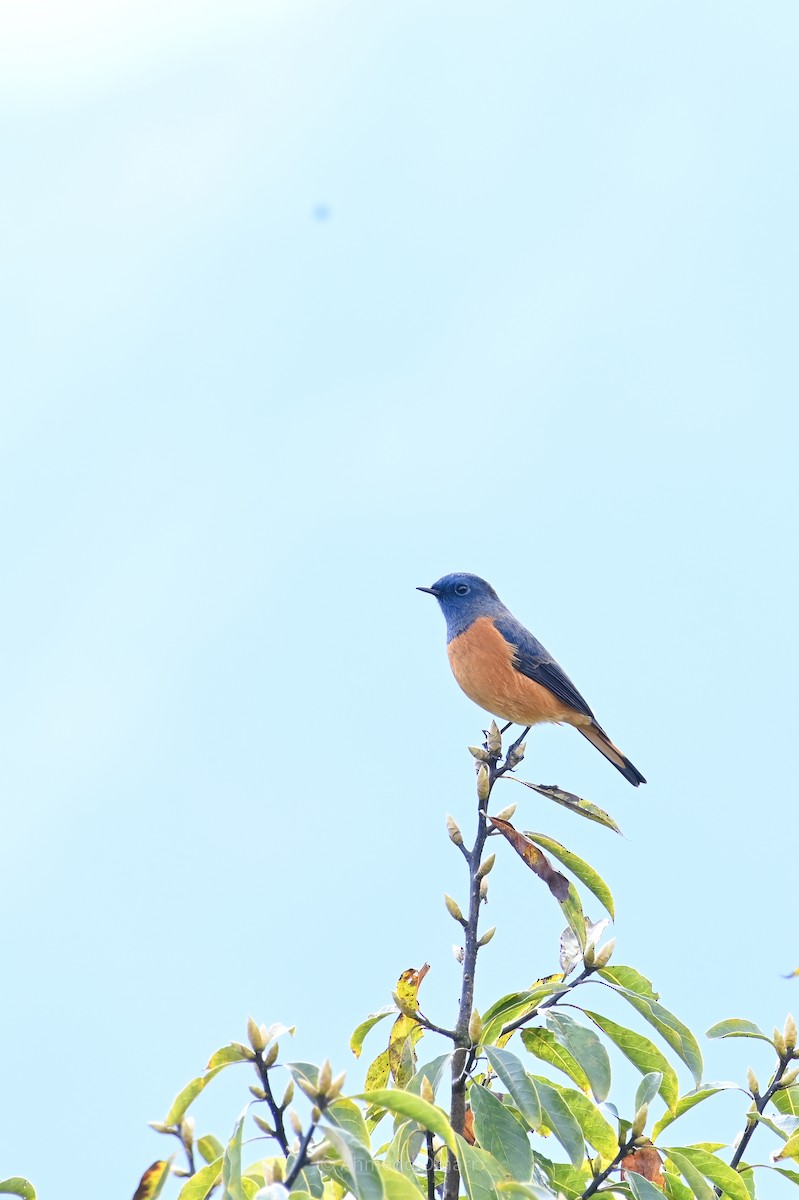 Blue-fronted Redstart - ML641478304