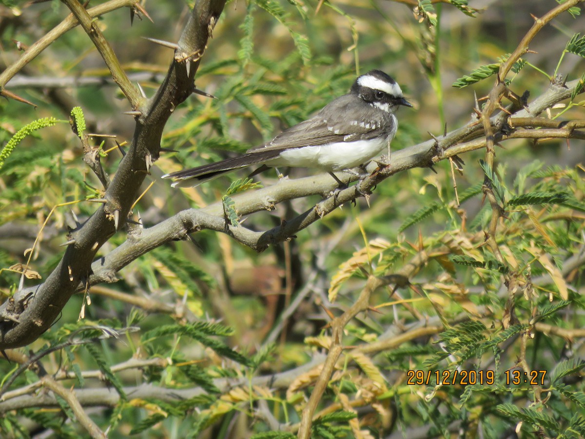 White-browed Fantail - ML641478306