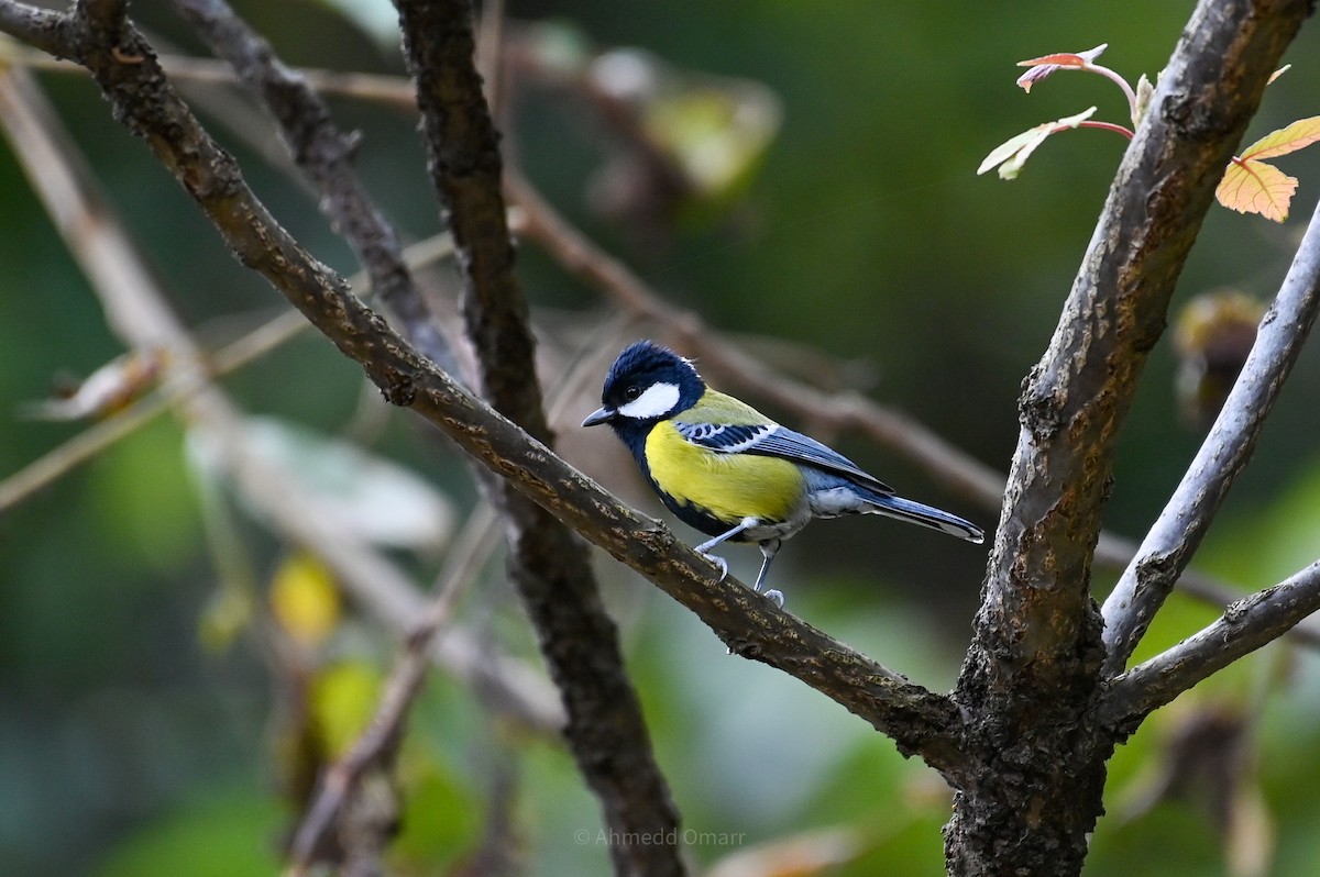 Green-backed Tit - ML641478314