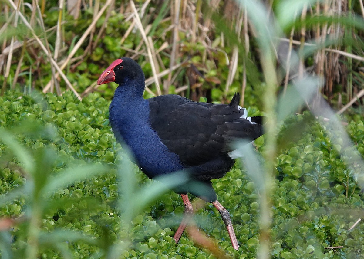 Australasian Swamphen - ML641478332
