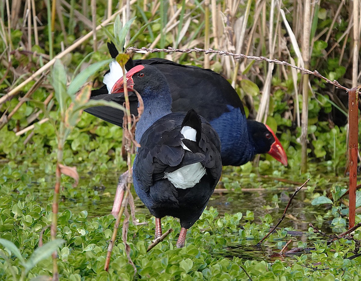 Australasian Swamphen - ML641478335