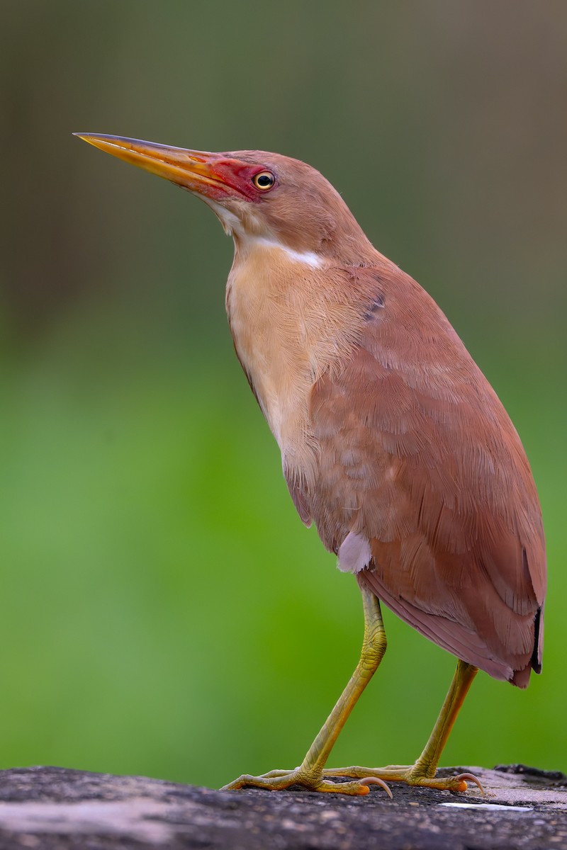 Cinnamon Bittern - ML641478336