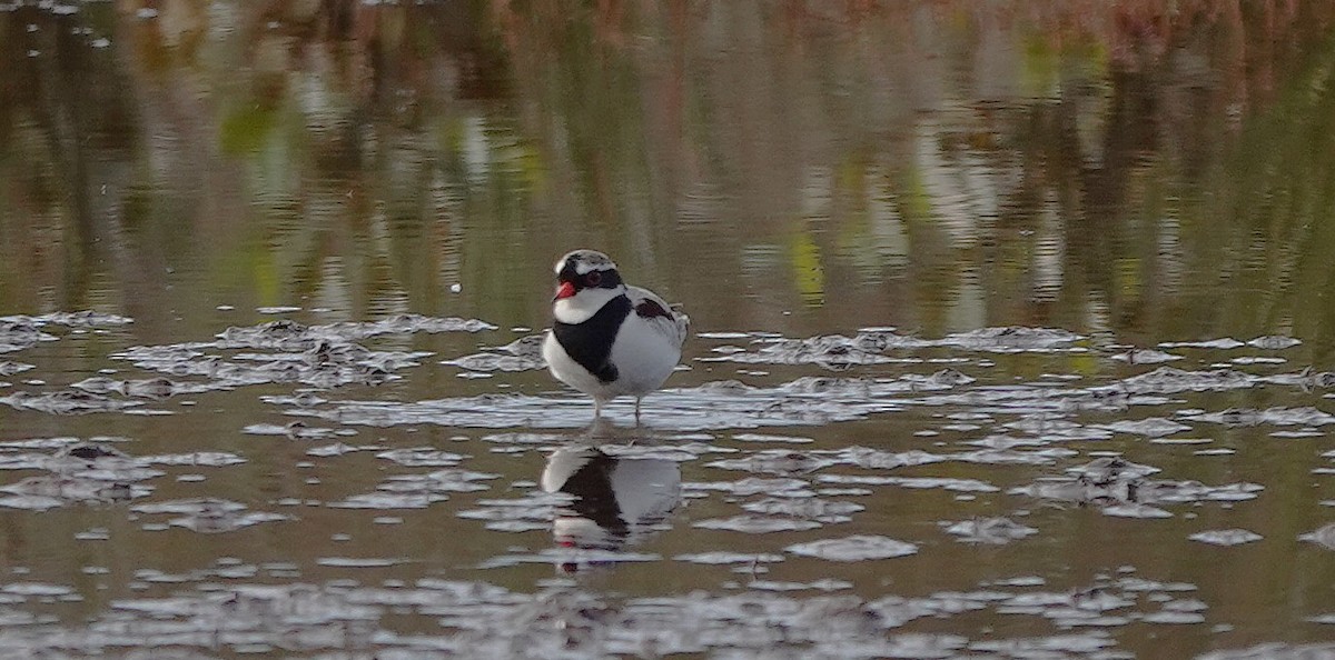 Black-fronted Dotterel - ML641478341