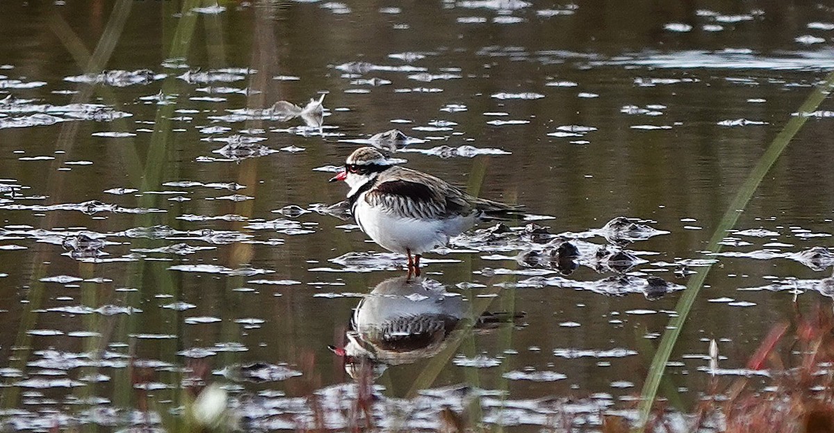 Black-fronted Dotterel - ML641478346