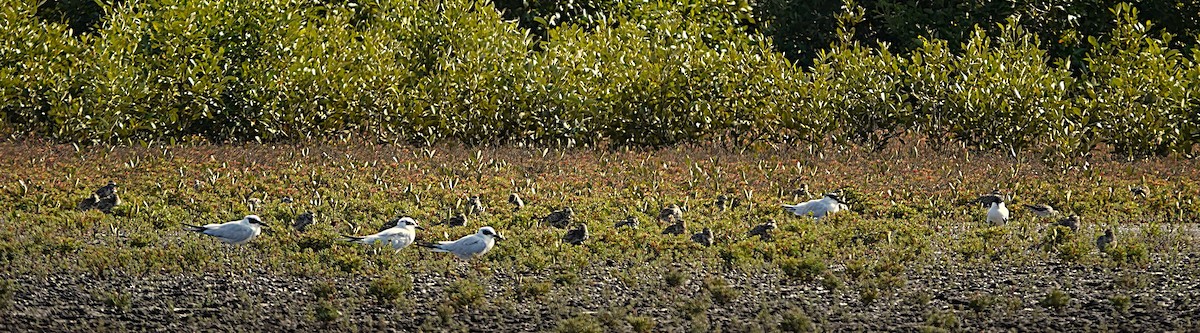 Australian Tern - ML641478352