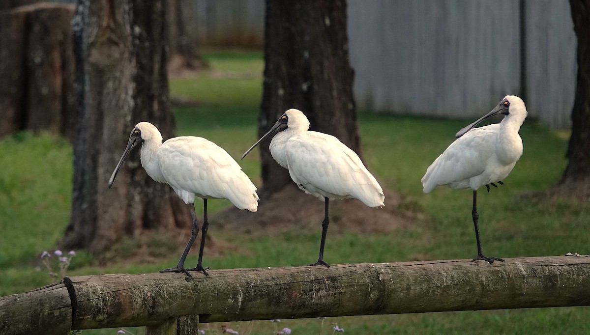 Royal Spoonbill - ML641478359