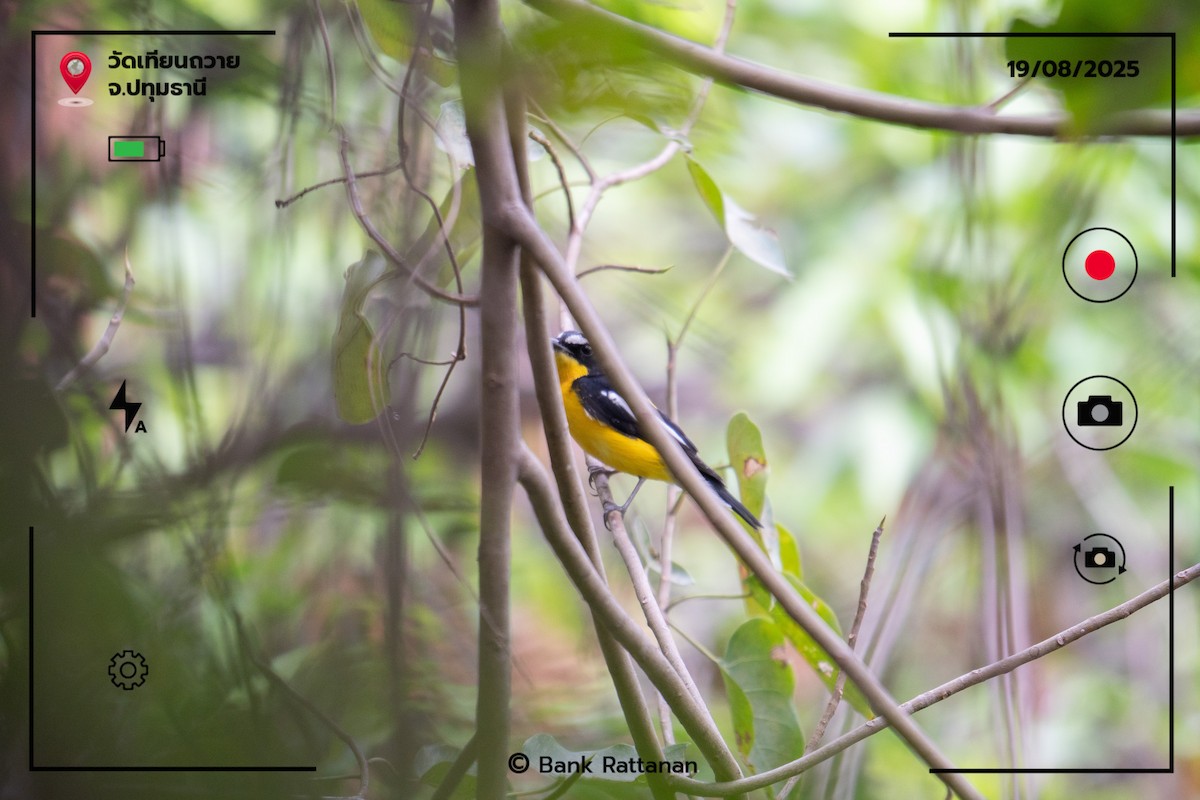 Yellow-rumped Flycatcher - ML641478360