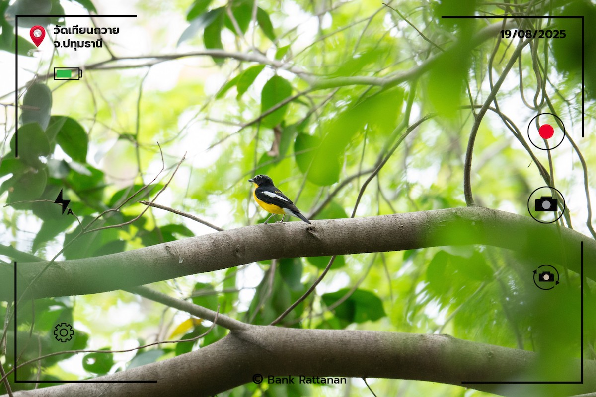 Yellow-rumped Flycatcher - ML641478361