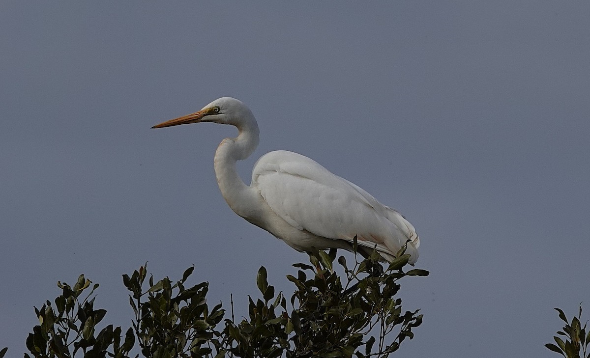 Great Egret - ML641478362