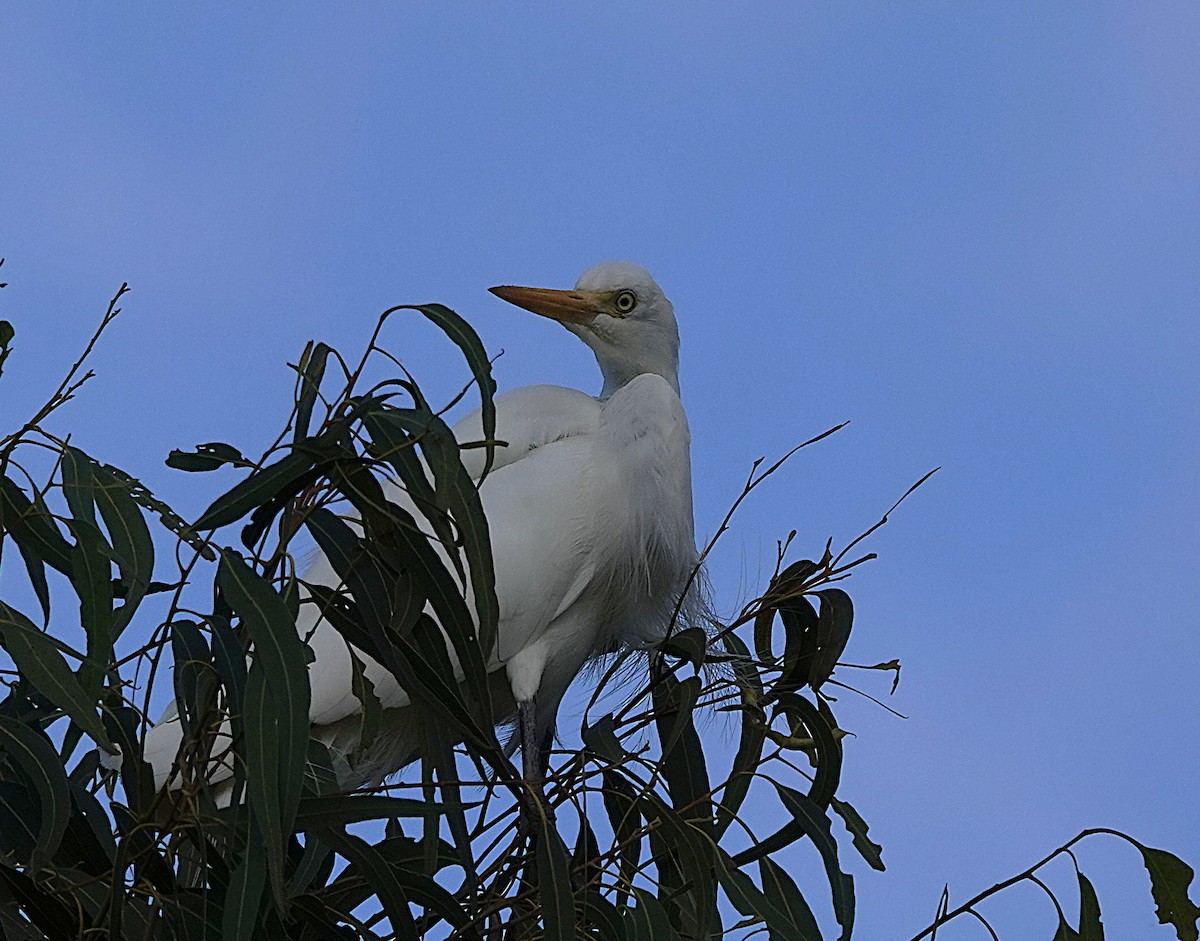 Plumed Egret - ML641478366