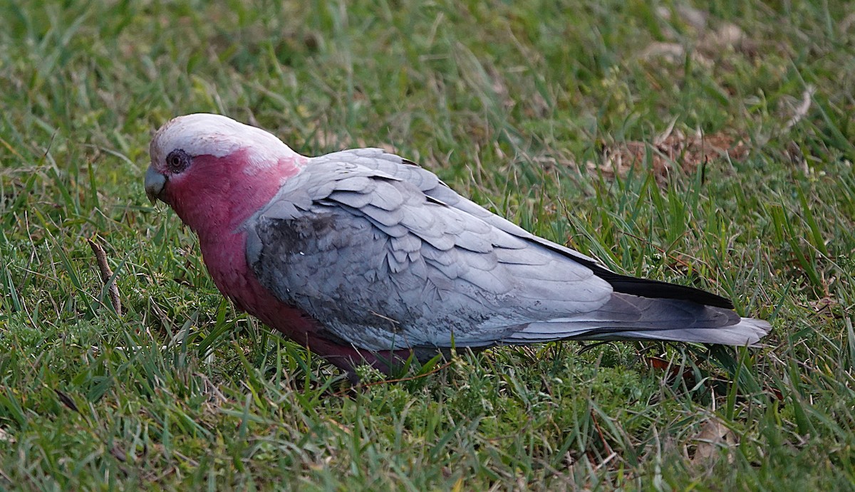 Galah - ML641478369