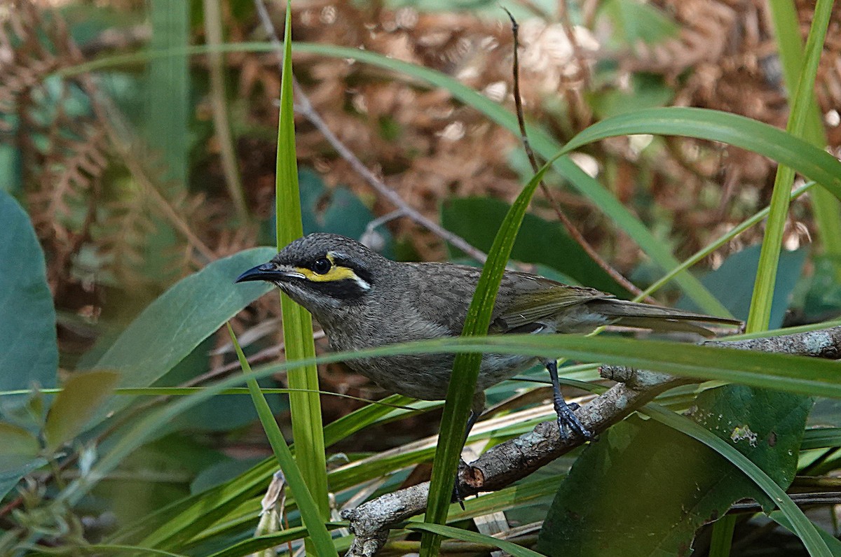 Yellow-faced Honeyeater - ML641478373
