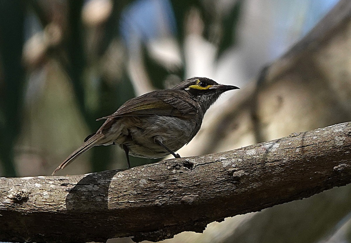 Yellow-faced Honeyeater - ML641478386