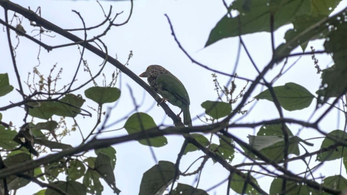 Lineated Barbet - ML641478387