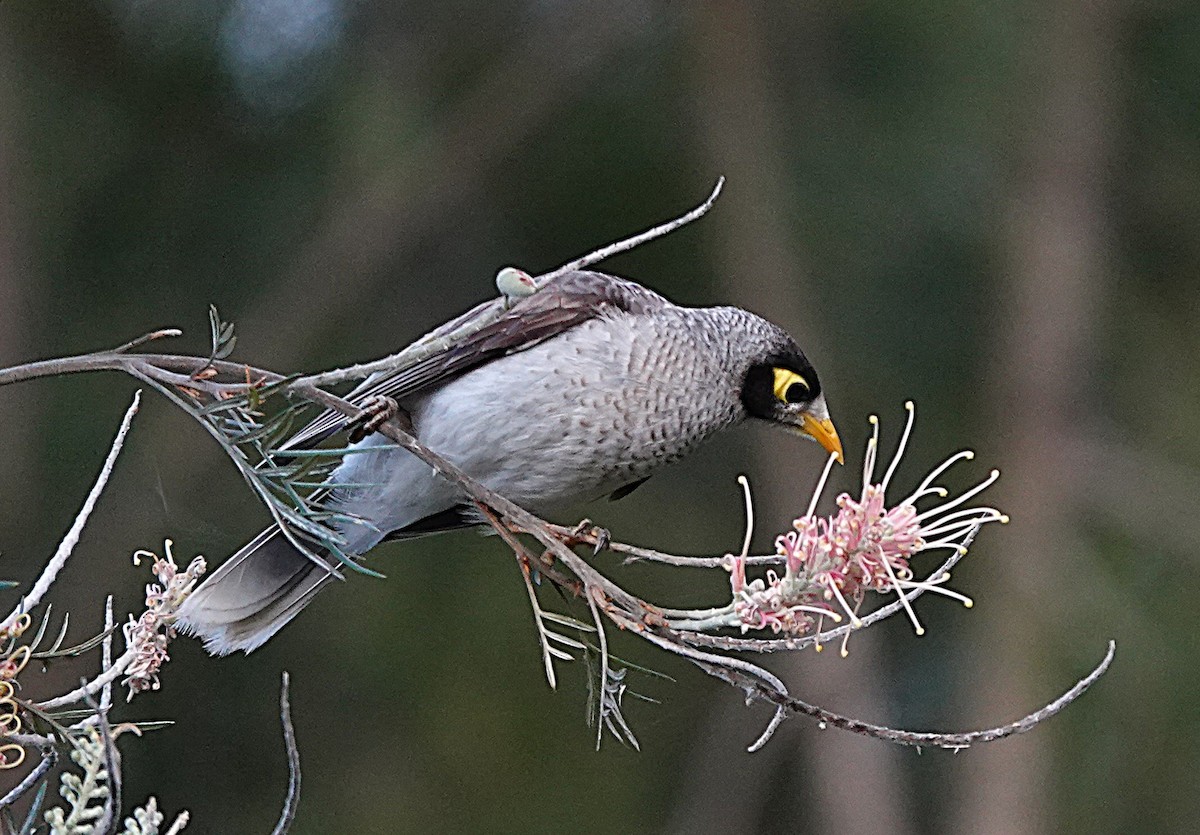 Noisy Miner - ML641478388