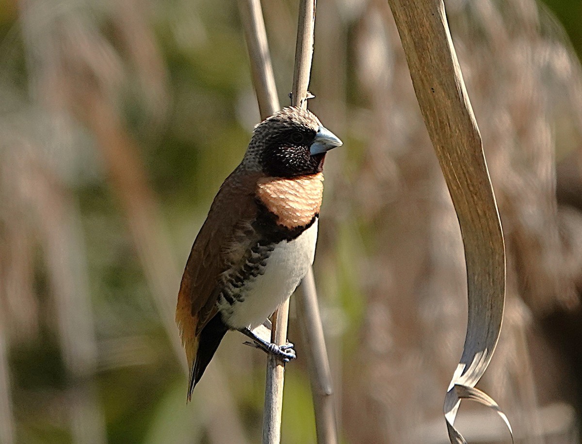 Chestnut-breasted Munia - ML641478401