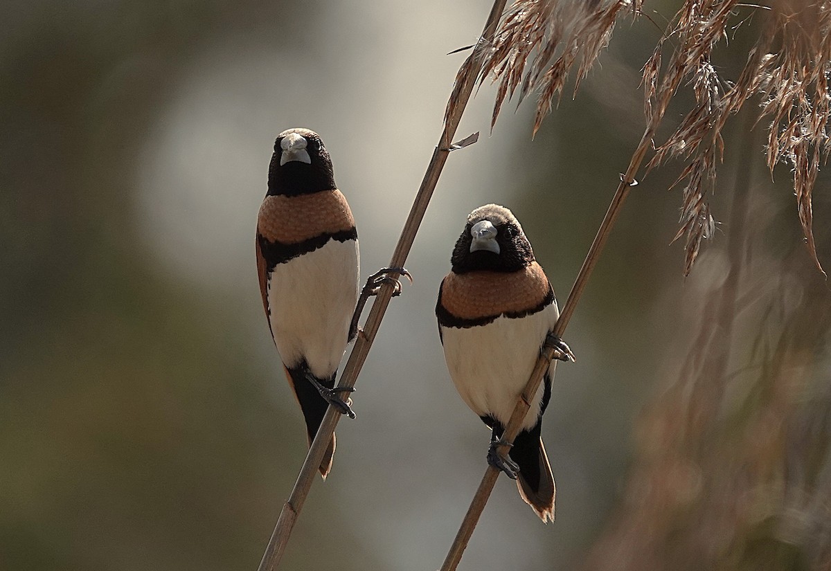 Chestnut-breasted Munia - ML641478405