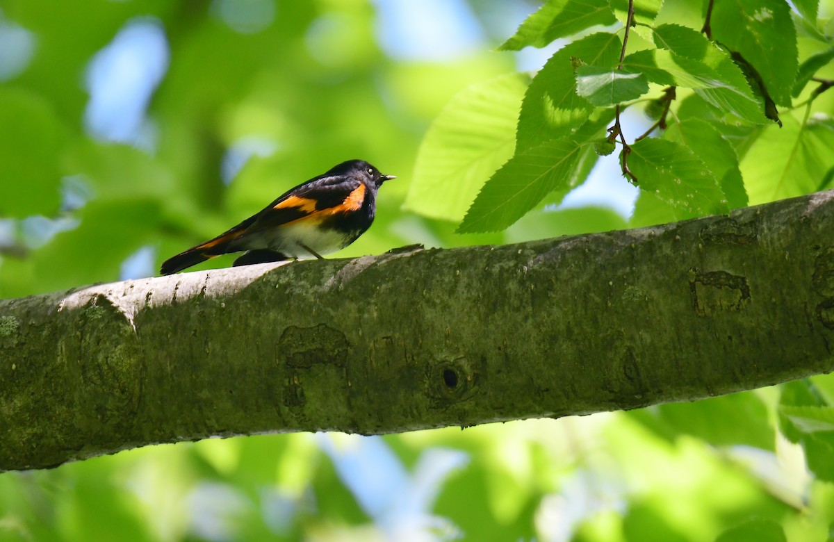 American Redstart - ML641478448
