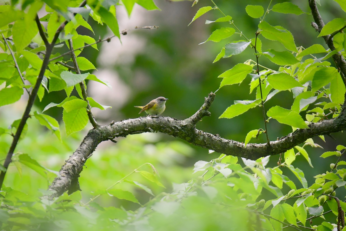 American Redstart - ML641478449