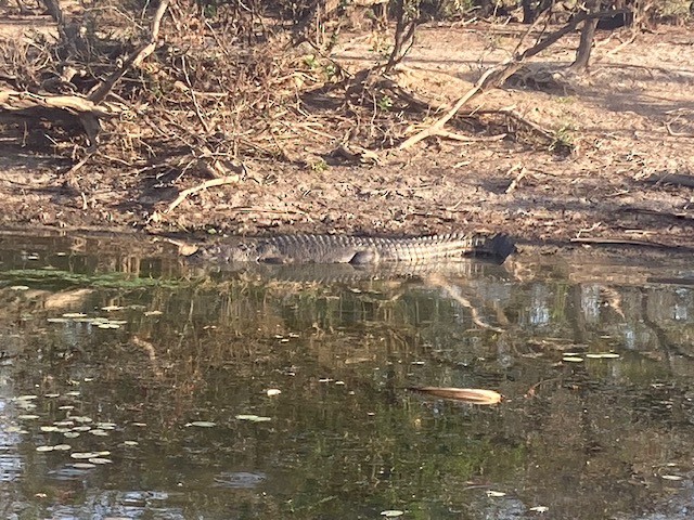 Amphibians - ML641478460