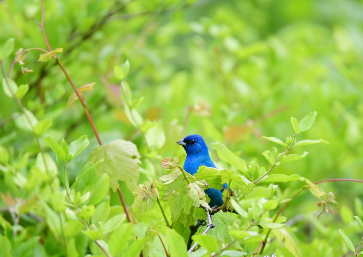 Indigo Bunting - ML641478476