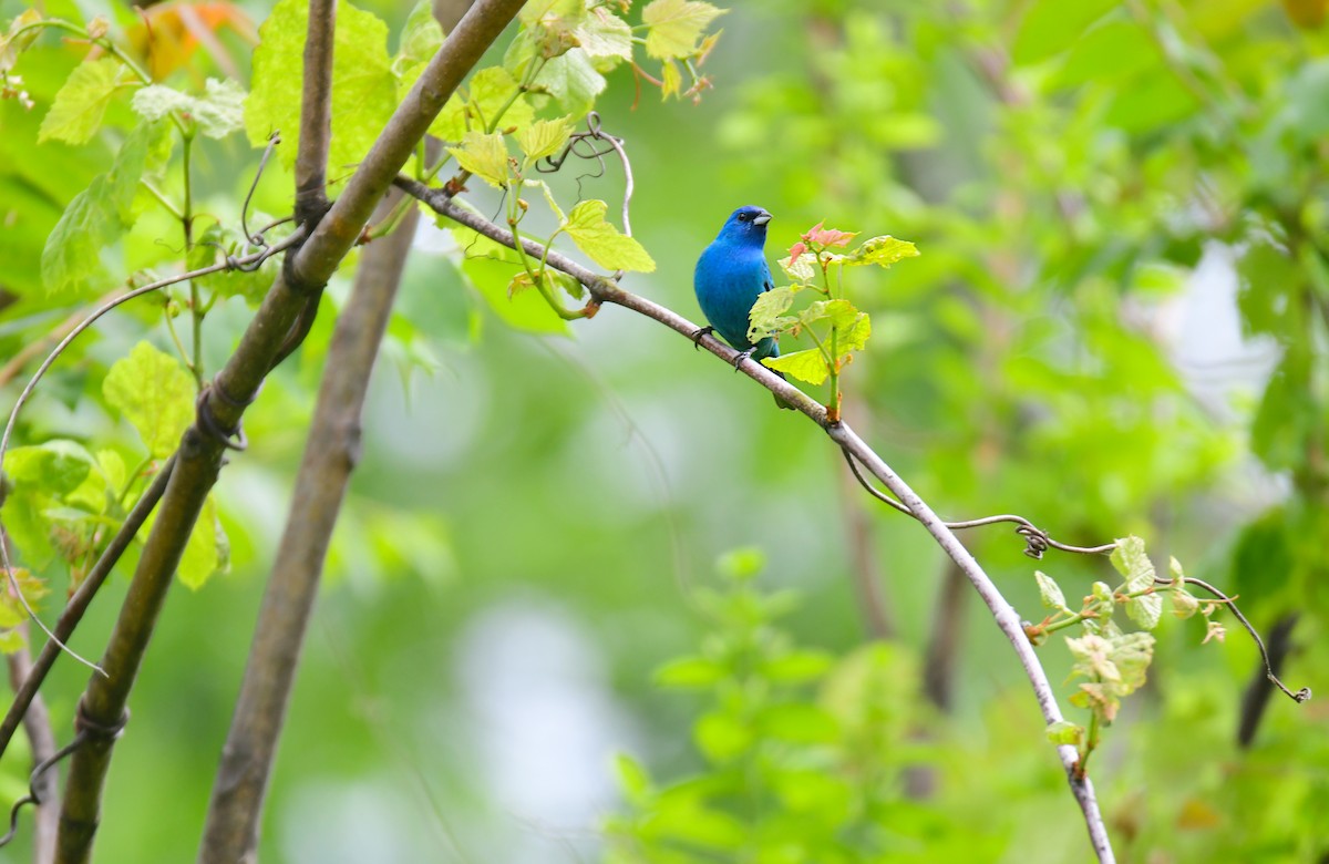 Indigo Bunting - ML641478477