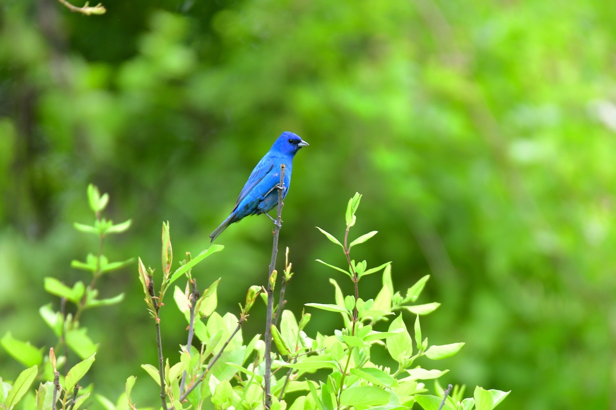 Indigo Bunting - ML641478478