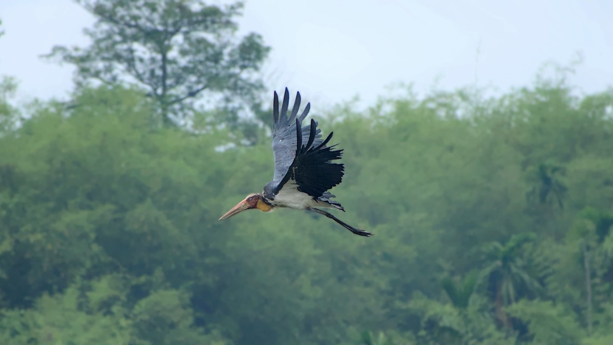 Lesser Adjutant - ML641478480
