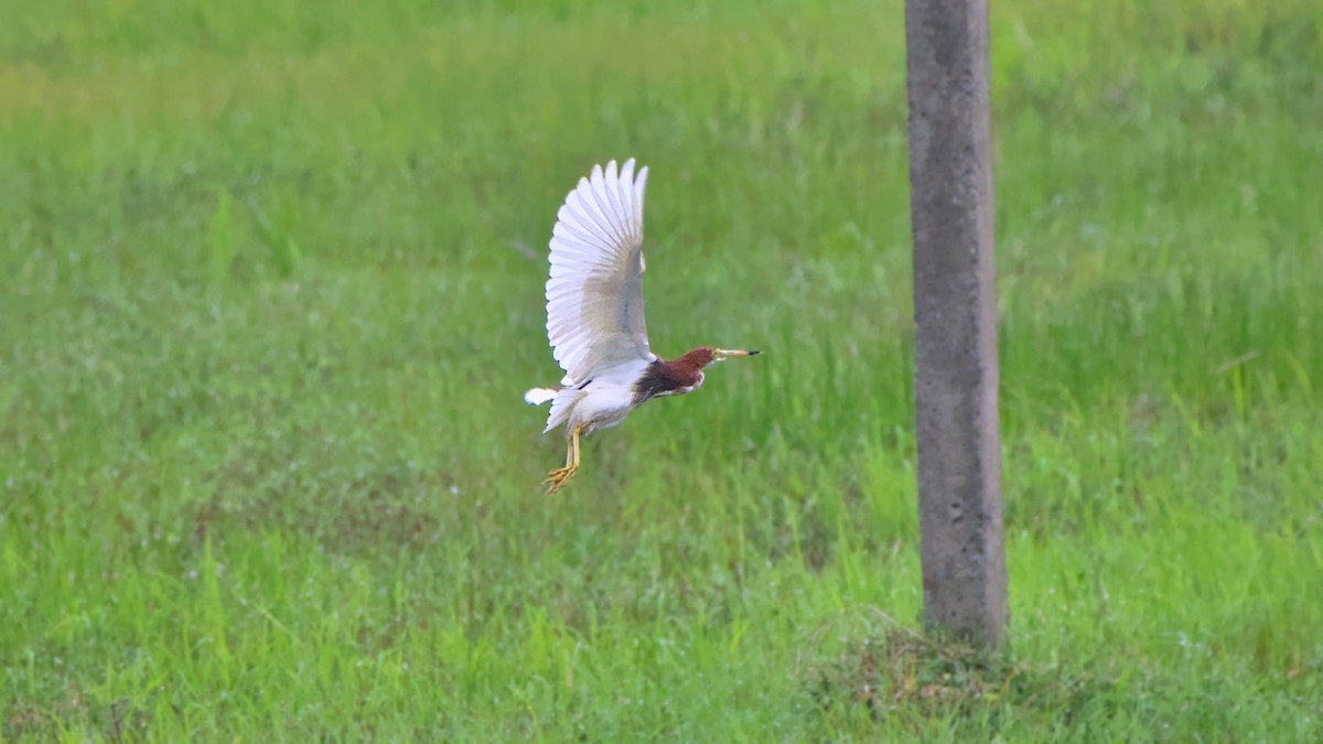 Chinese Pond-Heron - ML641478484