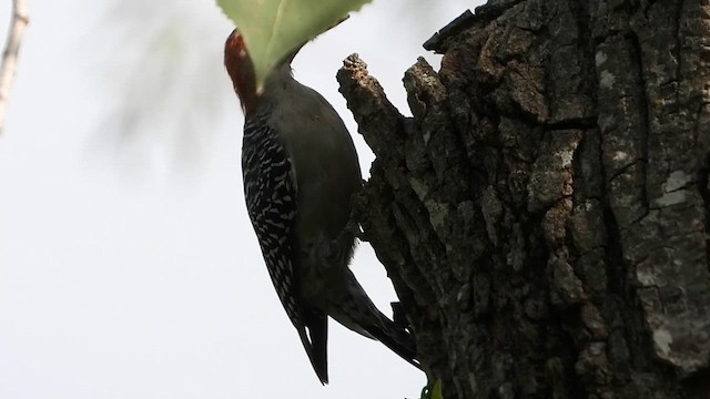 Red-bellied Woodpecker - ML641478494
