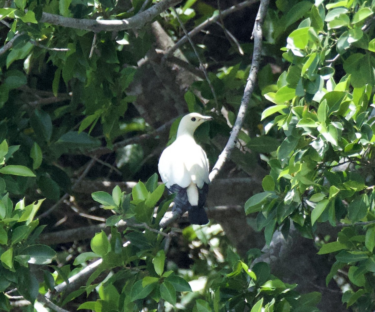 Pied Imperial-Pigeon - ML641478495