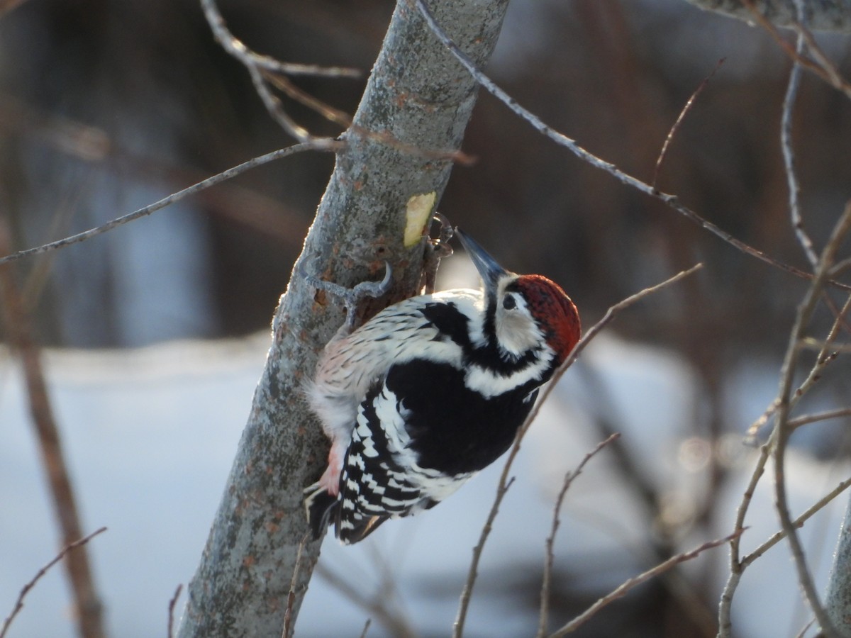 White-backed Woodpecker - ML641478498