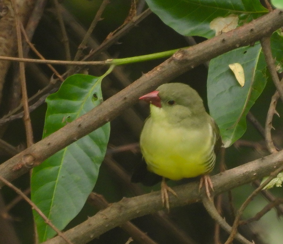 Green Avadavat - ML641478499