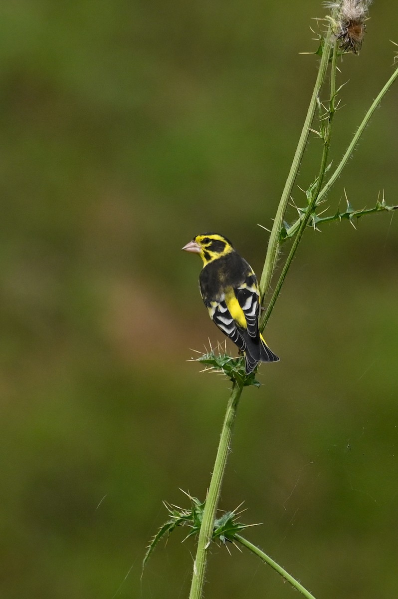 Yellow-breasted Greenfinch - ML641478512