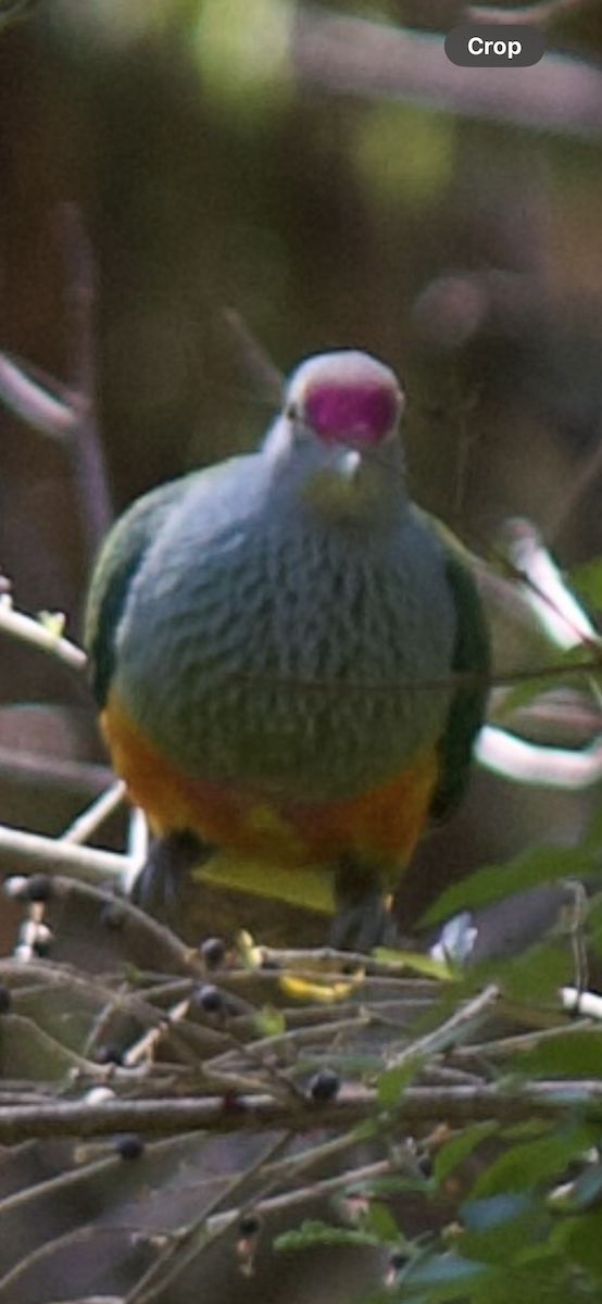 Rose-crowned Fruit-Dove - ML641478513