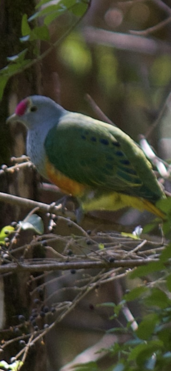 Rose-crowned Fruit-Dove - ML641478514