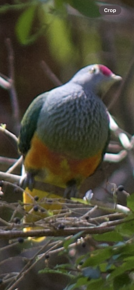 Rose-crowned Fruit-Dove - ML641478515