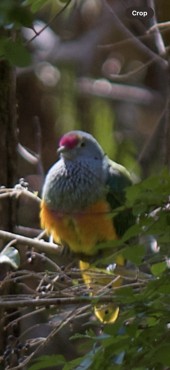 Rose-crowned Fruit-Dove - ML641478516