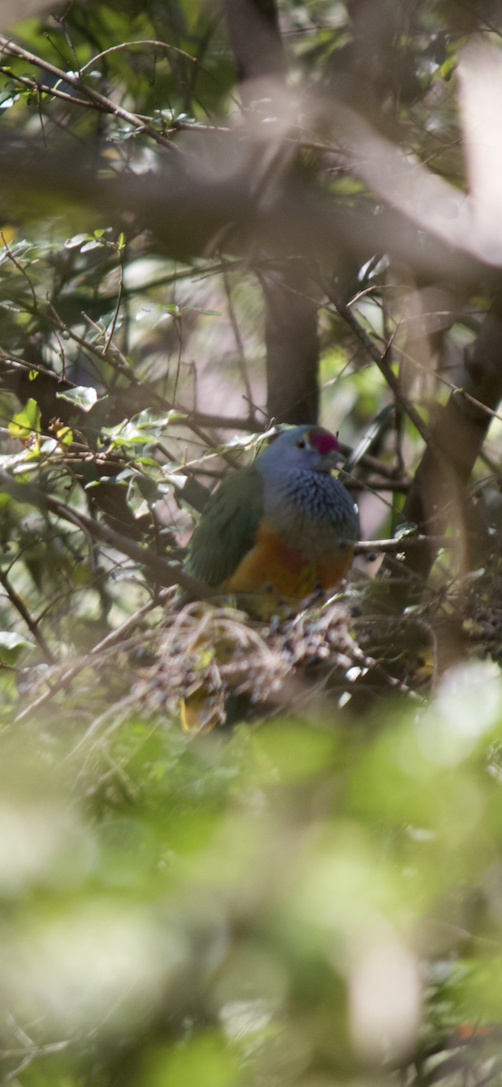Rose-crowned Fruit-Dove - ML641478517