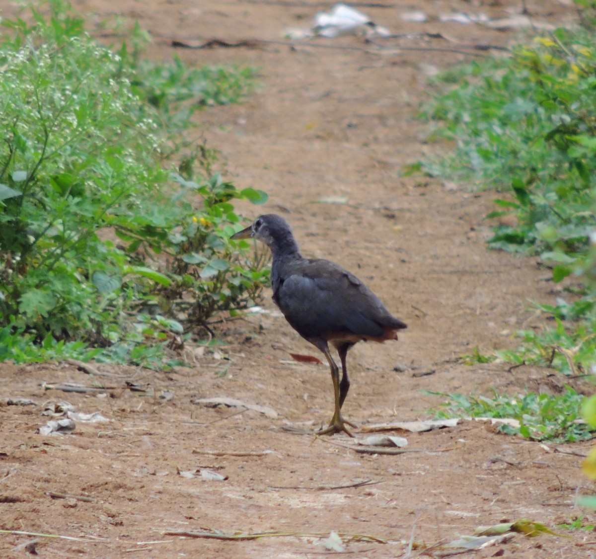 White-breasted Waterhen - ML641478544