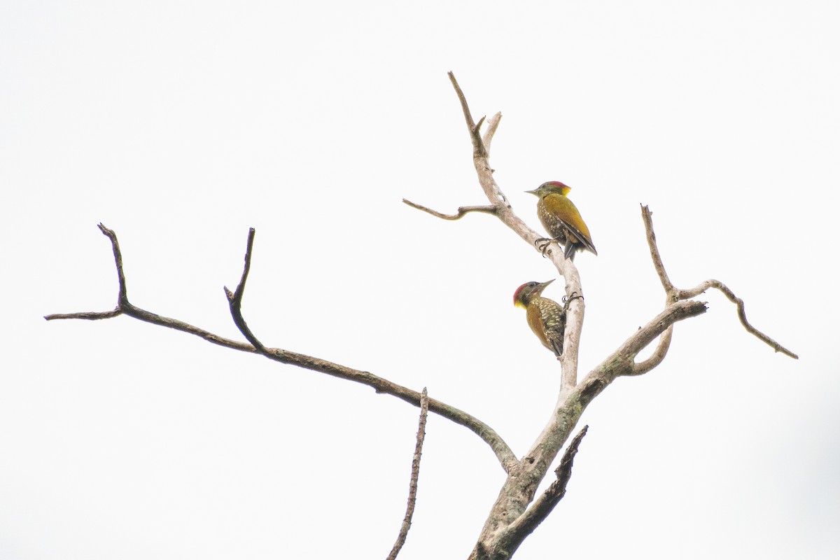 Lesser Yellownape - ML641478555