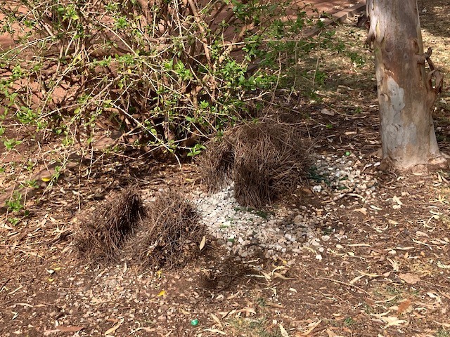 Great Bowerbird - ML641478575
