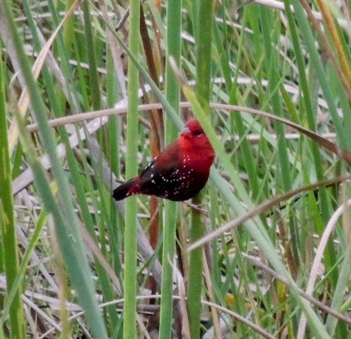 Red Avadavat - ML641478579