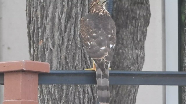Cooper's Hawk - ML641478585